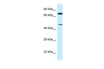 CDH22 Rabbit Polyclonal Antibody