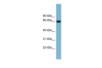 IL22RA1 Rabbit Polyclonal Antibody