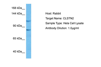 CLSTN2 Rabbit Polyclonal Antibody