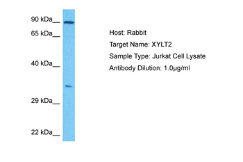 XYLT2 Rabbit Polyclonal Antibody