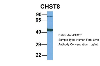 CHST8 Rabbit Polyclonal Antibody
