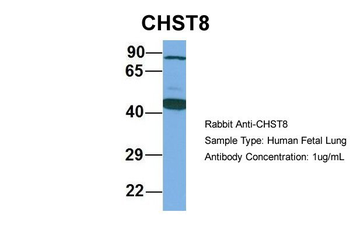 CHST8 Rabbit Polyclonal Antibody