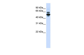 CYP3A43 Rabbit Polyclonal Antibody