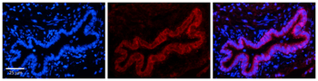 TMEM135 Rabbit Polyclonal Antibody