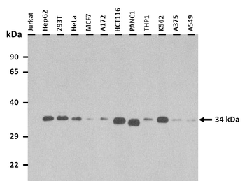 PVRIG Rabbit Polyclonal Antibody