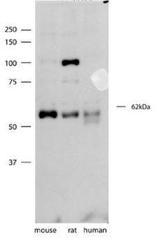 SYT3 Rabbit Polyclonal Antibody