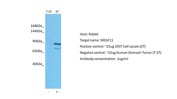 MEGF11 Rabbit Polyclonal Antibody