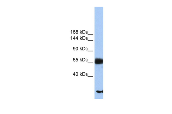 PIGO Rabbit Polyclonal Antibody