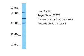BEST3 Rabbit Polyclonal Antibody