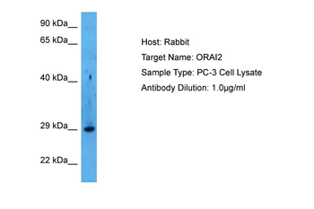 ORAI2 Rabbit Polyclonal Antibody