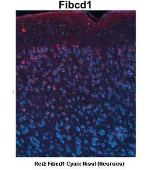 FIBCD1 Rabbit Polyclonal Antibody