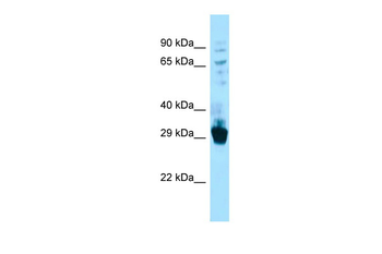 Fibcd1 Rabbit Polyclonal Antibody