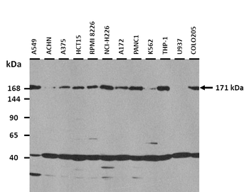 DISP1 Rabbit Polyclonal Antibody