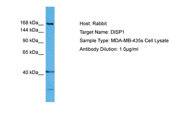 DISP1 Rabbit Polyclonal Antibody