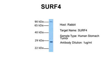 SURF4 Rabbit Polyclonal Antibody