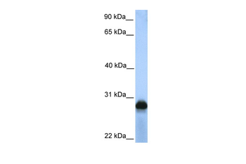 SIGLEC12 Rabbit Polyclonal Antibody