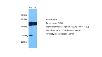 PIK3IP1 Rabbit Polyclonal Antibody