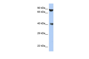 ZNF429 Rabbit Polyclonal Antibody