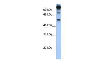 FEZF1 Rabbit Polyclonal Antibody
