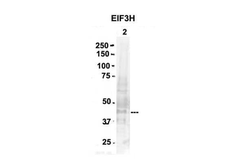 EIF3H Rabbit Polyclonal Antibody