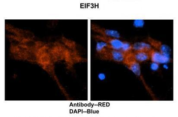 EIF3H Rabbit Polyclonal Antibody
