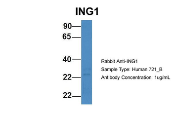 ING1 Rabbit Polyclonal Antibody