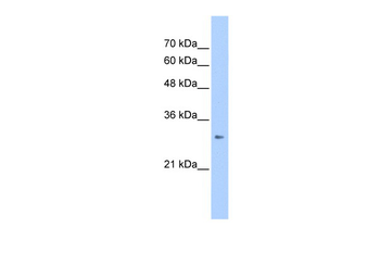 ING1 Rabbit Polyclonal Antibody