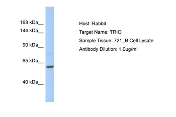 TRIO Rabbit Polyclonal Antibody