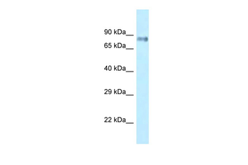 Lrrfip1 Rabbit Polyclonal Antibody