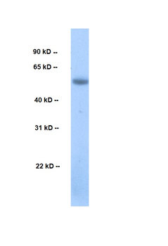 CCNL2 Rabbit Polyclonal Antibody