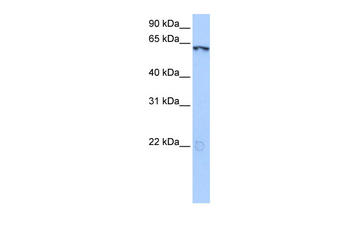 LIN9 Rabbit Polyclonal Antibody