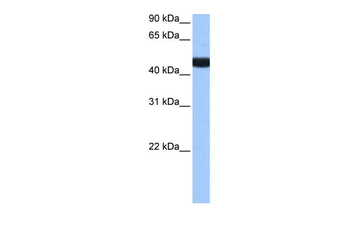 LIN9 Rabbit Polyclonal Antibody