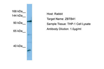 ZBTB41 Rabbit Polyclonal Antibody