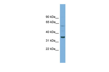 C3orf67 Rabbit Polyclonal Antibody