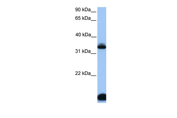 FOXI3 Rabbit Polyclonal Antibody