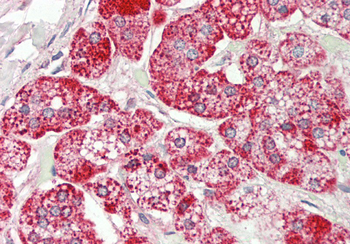 Rps12 Rabbit Polyclonal Antibody