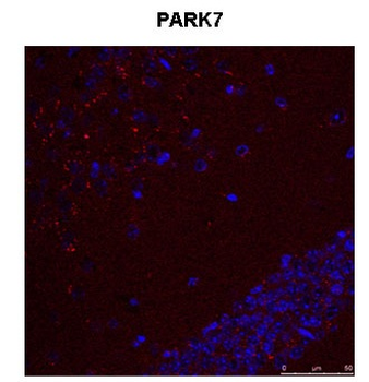 PARK7 Rabbit Polyclonal Antibody