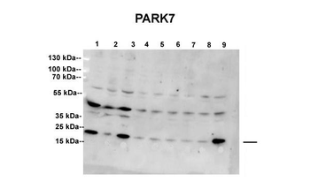 PARK7 Rabbit Polyclonal Antibody