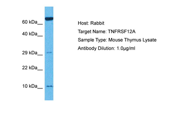 Tnfrsf12a Rabbit Polyclonal Antibody