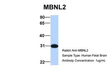 MBNL2 Rabbit Polyclonal Antibody