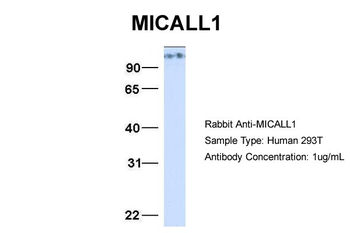 MICALL1 Rabbit Polyclonal Antibody