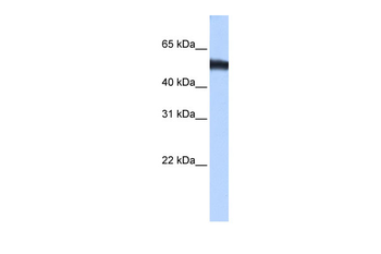 ZNF486 Rabbit Polyclonal Antibody