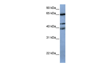 ZNF681 Rabbit Polyclonal Antibody
