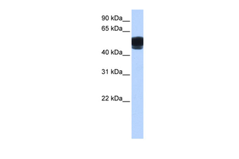 ZNF681 Rabbit Polyclonal Antibody