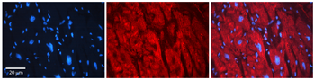 ABAT Rabbit Polyclonal Antibody