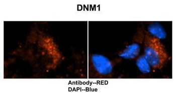 DNM1 Rabbit Polyclonal Antibody