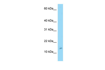 C4orf46 Rabbit Polyclonal Antibody