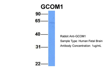 Gcom1 Rabbit Polyclonal Antibody