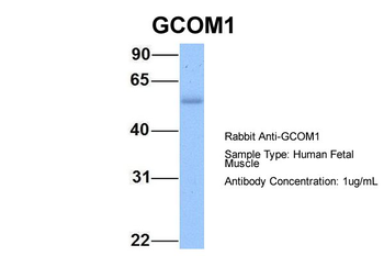 Gcom1 Rabbit Polyclonal Antibody