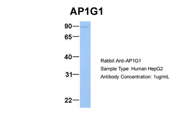 AP1G1 Rabbit Polyclonal Antibody